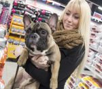 Fransk bulldog med ejer i Petworld