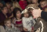 Vinterferieaktiviteter på Naturhistorisk Museum