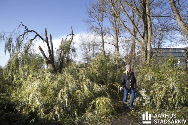 Stormskader på Brabrandstien i Aarhus