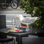 Også mågerne er glade for maden på Cafe Stiften