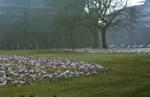 Rådhusparken med forårsblomster og gravsten